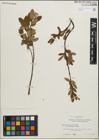 Foto von Salix pedicellaris Pursh